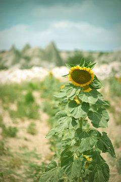 Zonnebloem in Cappadocië van Catalina Morales Gonzalez