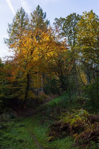 die herbstlichen Farben des Waldes laden zum spazieren gehen ein