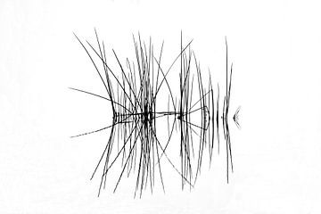 biezen in the Onlanden van johan  wolfard