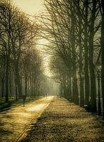 Verträumtes Den Haag