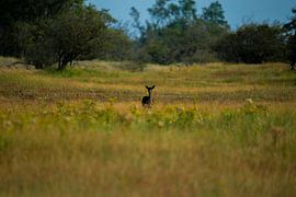 Ree (Deer) in the wild by Kevin Ike