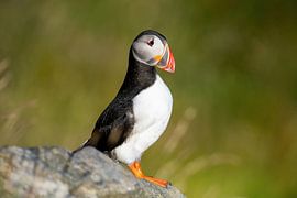 Puffin at Runde Norway by Harry Punter