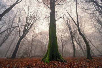 Forêt brumeuse lors d'une journée d'hiver brumeuse et légèrement enneigée