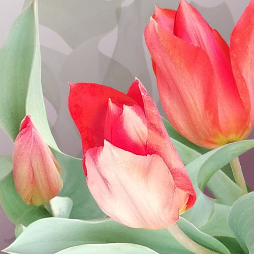Verwilderde Tulp