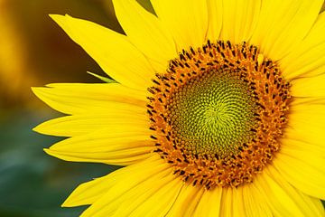 Sunflower field between Stäbelow and Clausdorf near Rostock by Rico Ködder