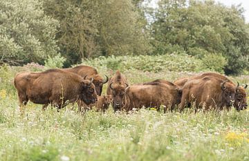 Herd of Wisents with calf by Ans Bastiaanssen