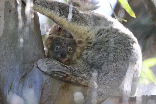 Een wilde Koala en zijn baby zittend in een boom Queensland Australië