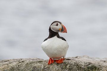 Atlantic puffin (Fratercula arctica) on the lookout.