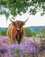 Highlander écossais sur la lande fleurie
