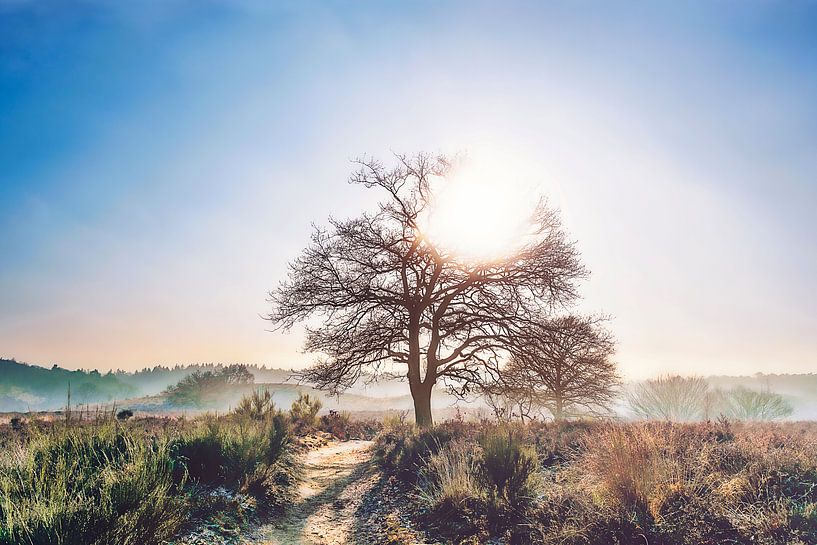 Lonely tree van Joost Lagerweij