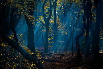 bos in blauw, het vroege licht