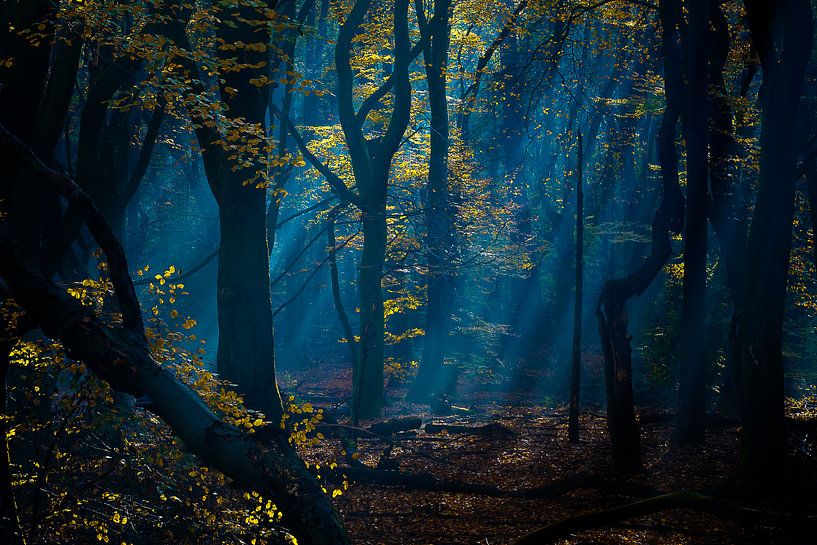 bos in blauw, het vroege licht van Rigo Meens