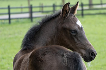 Veulen