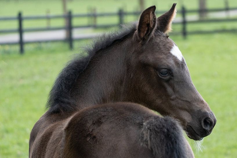 Foal by Maaike Krimpenfort