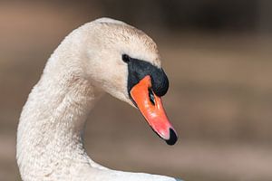 Beautiful white head of a swan - mute swan on soft background