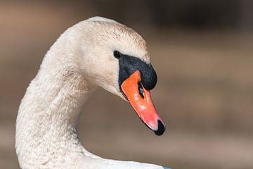 Beautiful white head of a swan - mute swan on soft background by Jolanda Aalbers