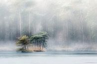 Oisterwijk fens and woods by Betere Landschapsfoto thumbnail