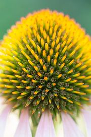 Echinacaea, zonnehoed close-up. sur Rens Kromhout