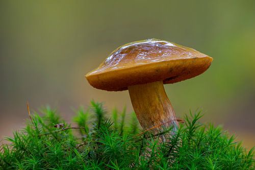 Heksenboletenzwam op een bemoste boomstam in het bos
