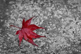 Red leaf on grey stone by Fred de Krom