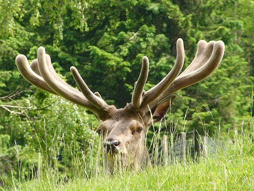 Edelhert