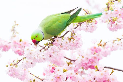 Halsbandparkiet mannetje tussen de bloesem