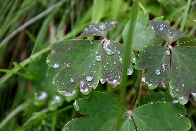 Wassertropfen von Paul Emons