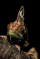 Chameleon " Grumpy "