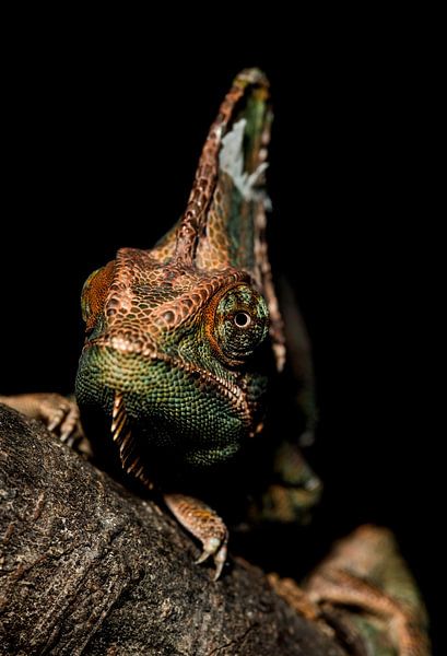 Chameleon " Grumpy " van Rob Smit