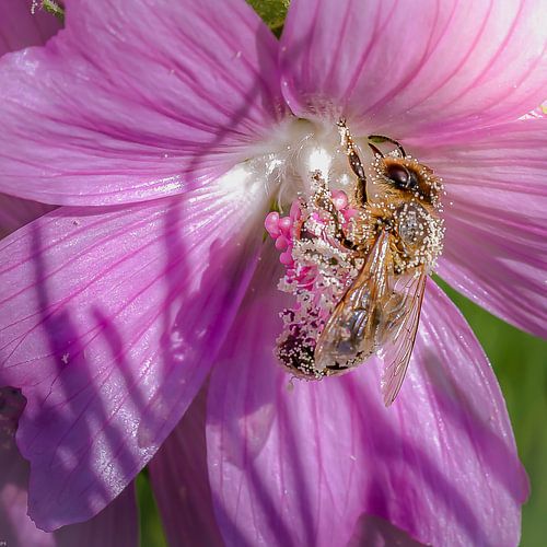 busy bee