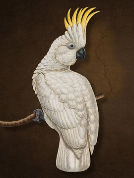 Cockatoo van Marja van den Hurk