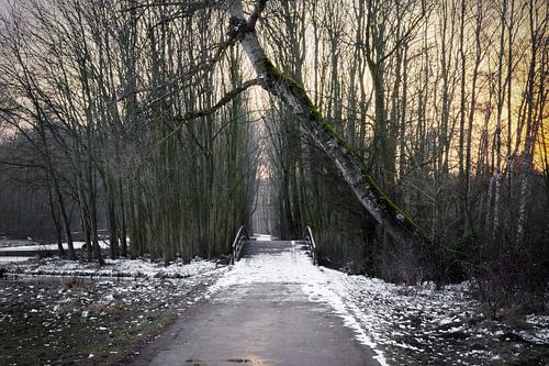gevallen boom in winters landschap
