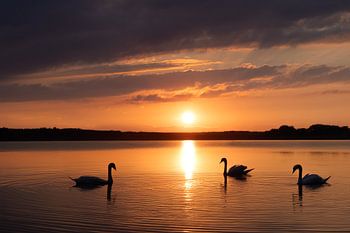 Zwanen in de zonsondergang