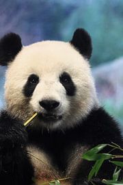 Pandageluk in Berlijn of De Reuzenpanda van Zoo Berlin. van Louise Riethoff