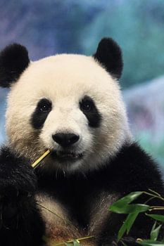 Panda Fun in Berlin, or The Giant Panda at Berlin Zoo.
