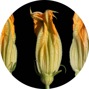 Gele gloeiende courgettebloemen van Ulrike Leone