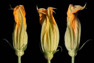 Gele gloeiende courgettebloemen