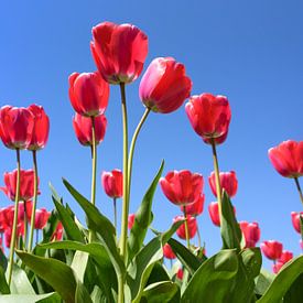 Tulipes sur Jeanette van Starkenburg