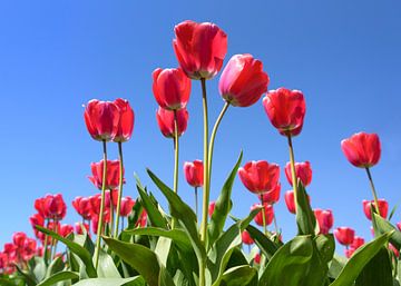 Tulipes sur Jeanette van Starkenburg