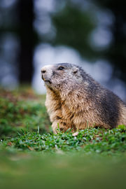 Alpine marmot