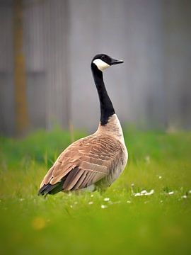 Canadese gans (in kleur) van Maickel Dedeken