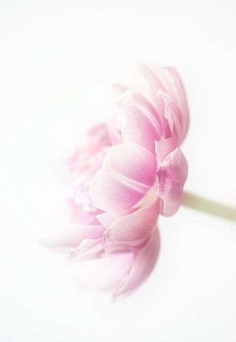 tulp pink