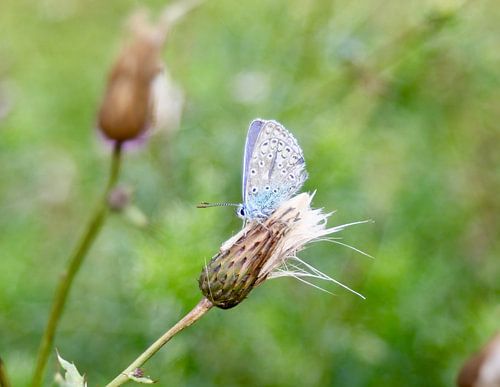 Icarusblauwtje