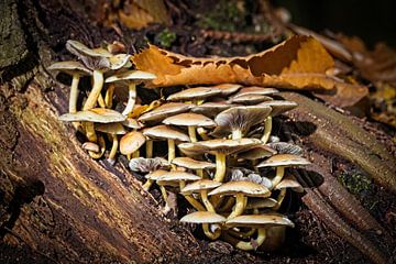 Champignons sur un tronc d'arbre dans la forêt d'Eyser sur Rob Boon