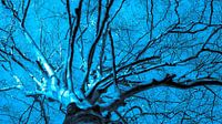 Blue tree