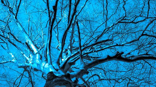 Blue tree