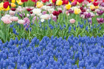 Flowerfield with tulips and muscari in Keukenhof, the Netherlands by Tamara Witjes