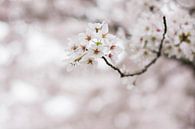 Japanischer Blütenbaumpark Amsterdam von Mascha Boot Miniaturansicht