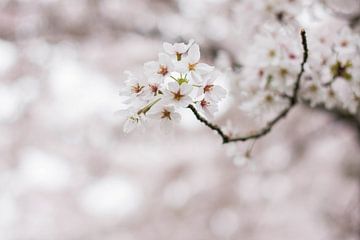 Japanese Blossom Tree Park Amsterdam by Mascha Boot