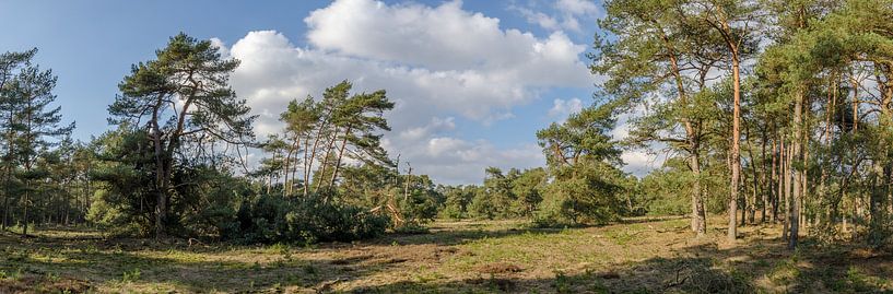 Forest with a spring sun. by Marcel Pietersen
